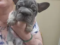 Azrael, a male French Bulldog for sale in Durand, MI – 2 of 2