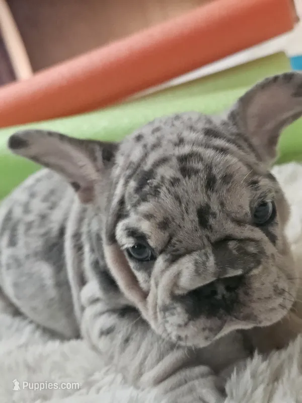 Edmund  – French Bulldog puppy for sale in Durand, MI