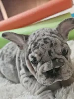 Edmund , a male French Bulldog for sale in Durand, MI – 1 of 5