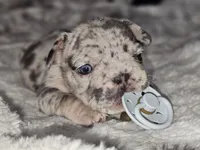 Harley  heart, a female French Bulldog for sale in Durand, MI – 3 of 3