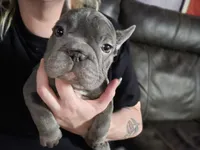 Claudia, a female French Bulldog for sale in Durand, MI – 3 of 4
