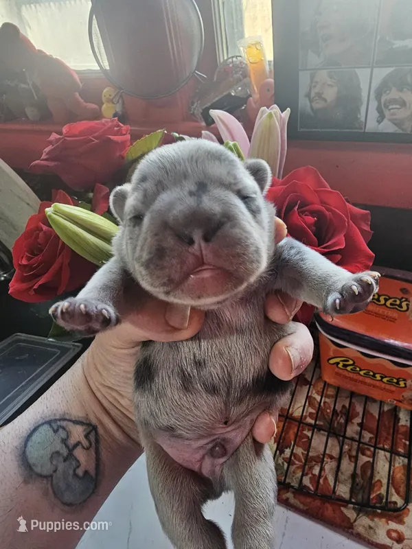 Sully, a male French Bulldog for sale in Durand, MI – Photo 1 of 2