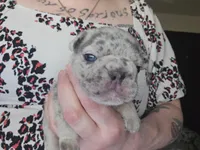 Sully, a male French Bulldog for sale in Durand, MI – Photo 4 of 6