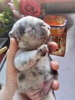 Sully, a male French Bulldog for sale in Durand, MI – Photo 2 of 2