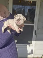 Sully, a male French Bulldog for sale in Durand, MI – Photo 3 of 6
