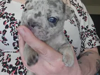 Sully, a male French Bulldog for sale in Durand, MI – Photo 6 of 6