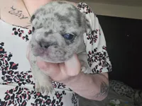 Sully, a male French Bulldog for sale in Durand, MI – Photo 5 of 6