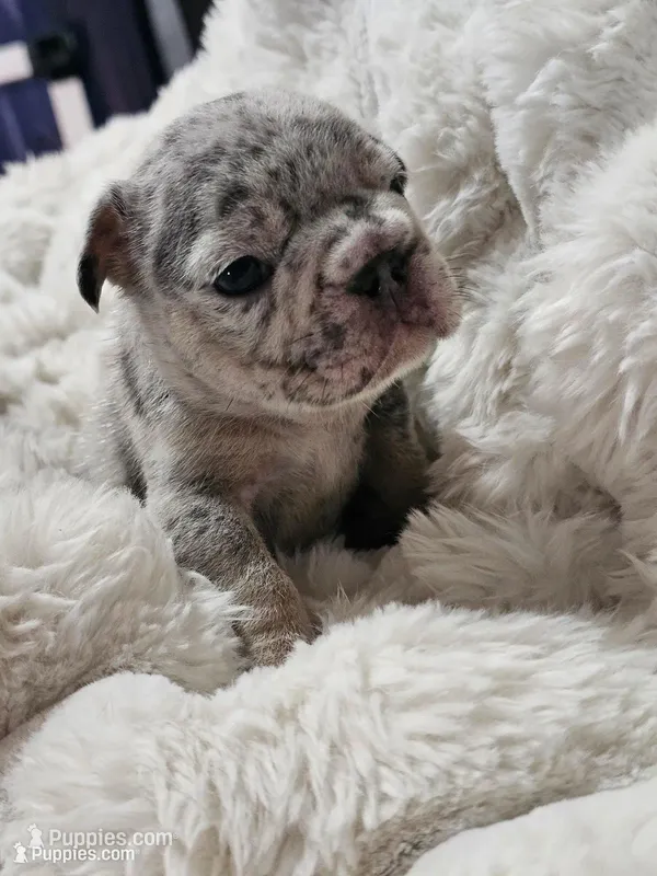 Sully – French Bulldog puppy for sale in Durand, MI