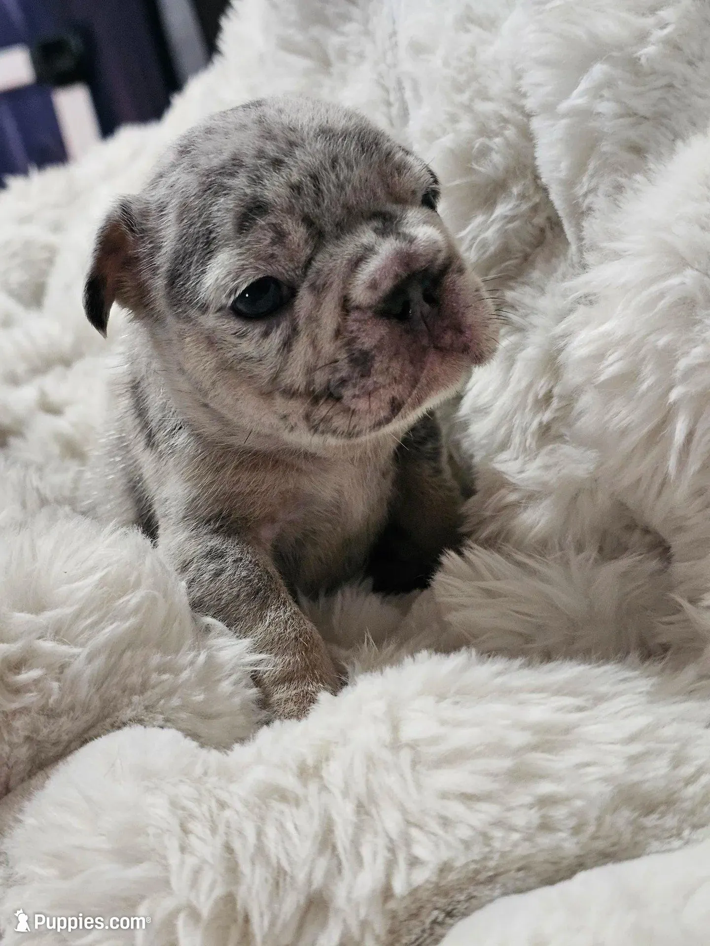 Sully, a male French Bulldog for sale in Durand, MI – 1 of 7
