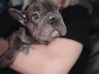 Claudia, a female French Bulldog for sale in Durand, MI – 4 of 4