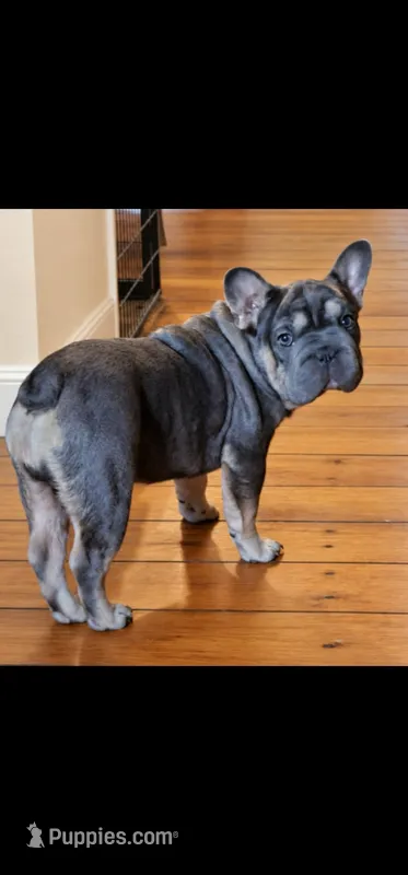 Cutie pie 1 – French Bulldog puppy for sale in Durand, MI