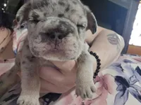 Edmund , a male French Bulldog for sale in Durand, MI – Photo 2 of 2