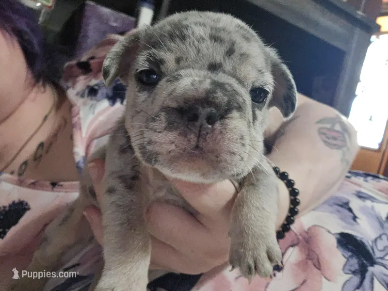 Edmund  – French Bulldog puppy for sale in Durand, MI