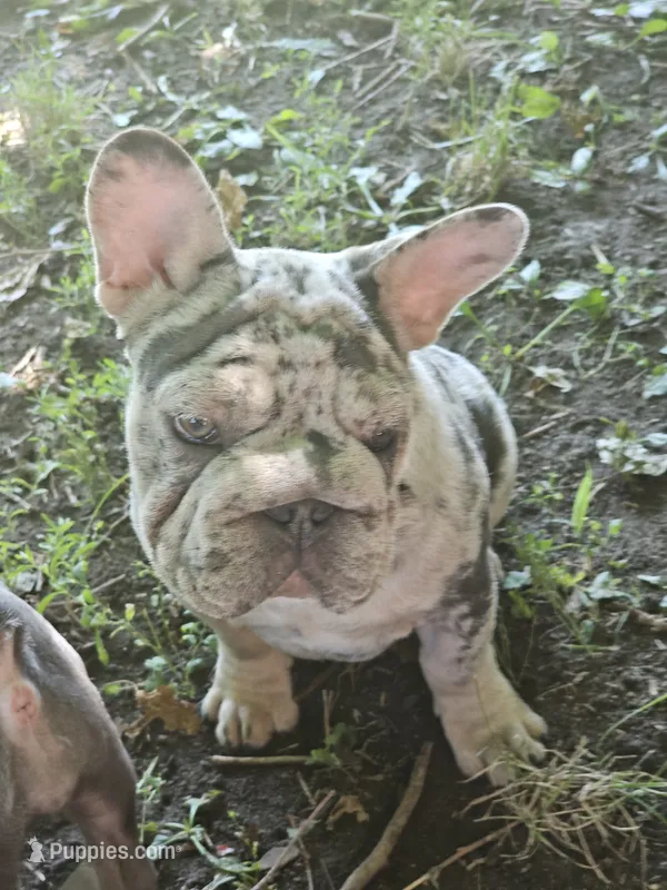 Sully – French Bulldog puppy for sale in Durand, MI