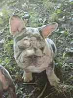 Sully, a male French Bulldog for sale in Durand, MI – 1 of 10