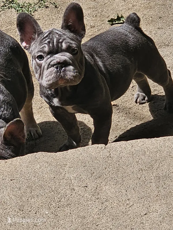 Claudia – French Bulldog puppy for sale in Durand, MI