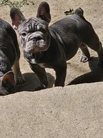 Claudia, a female French Bulldog for sale in Durand, MI – 1 of 5