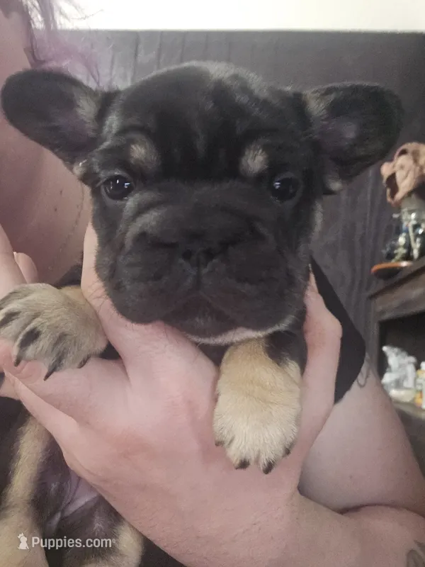 Ebony  – French Bulldog puppy for sale in Durand, MI