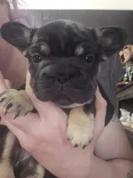 Ebony , a female French Bulldog for sale in Durand, MI – 1 of 2