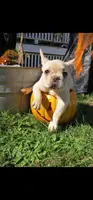 Button, a female French Bulldog for sale in Durand, MI – Photo 1 of 3