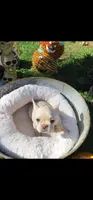 Button, a female French Bulldog for sale in Durand, MI – Photo 2 of 3