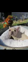 Button, a female French Bulldog for sale in Durand, MI – Photo 3 of 3