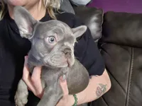 Matilda, a female French Bulldog for sale in Durand, MI – 2 of 2
