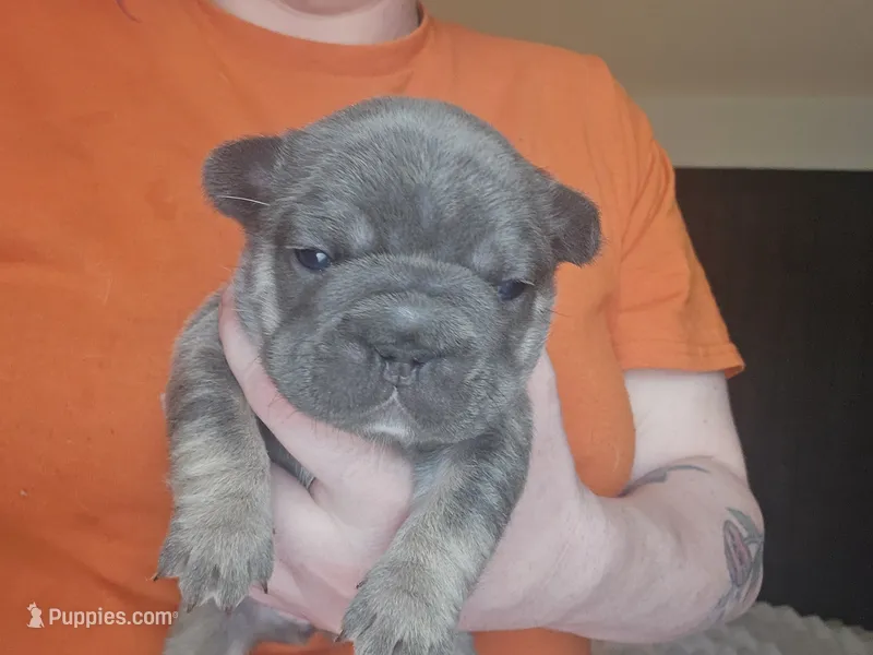 Cutie pie 1, a female French Bulldog for sale in Durand, MI – 1 of 2
