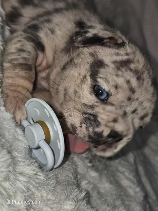 Harley  heart – French Bulldog puppy on hold in Durand, MI