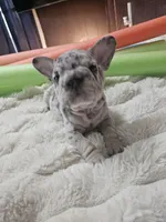 Edmund , a male French Bulldog for sale in Durand, MI – 5 of 5