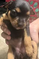 Choco, a female Chihuahua for sale in Laredo, TX – 2 of 5