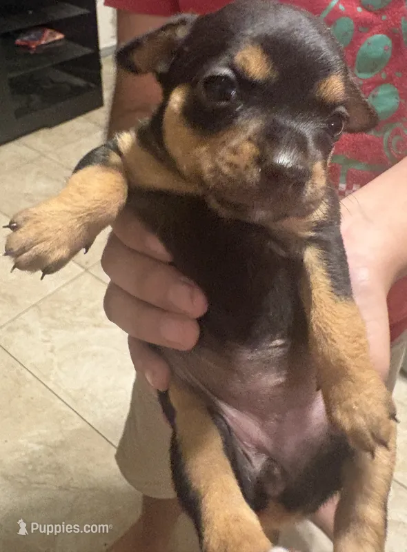 Choco – Chihuahua puppy for sale in Laredo, TX