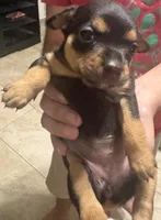 Choco, a female Chihuahua for sale in Laredo, TX – 1 of 5