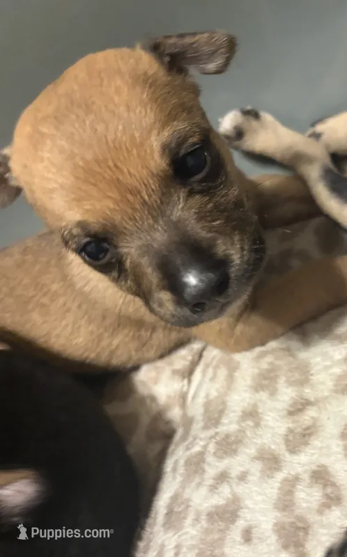 Lola – Chihuahua puppy for sale in Laredo, TX