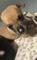 Lola, a female Chihuahua for sale in Laredo, TX – 1 of 4