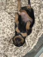 Choco, a female Chihuahua for sale in Laredo, TX – 4 of 5