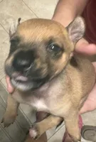Lola, a female Chihuahua for sale in Laredo, TX – 2 of 4