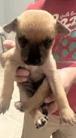 Lola, a female Chihuahua for sale in Laredo, TX – 4 of 4