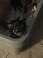 Choco, a female Chihuahua for sale in Laredo, TX – 3 of 5