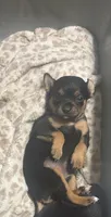 Choco, a female Chihuahua for sale in Laredo, TX – 5 of 5