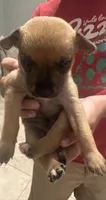 Lola, a female Chihuahua for sale in Laredo, TX – 3 of 4