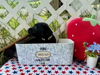 Dakota, a male Labrador Retriever for sale in White Pine, TN – 4 of 7