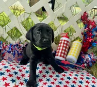 Rocket, a male Labrador Retriever for sale in White Pine, TN – 2 of 6