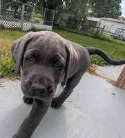 Susie Q. - Female - Charcoal, a female Labrador Retriever for sale in White Pine, TN – 2 of 5