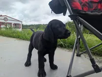 Rocket, a male Labrador Retriever for sale in White Pine, TN – 3 of 6