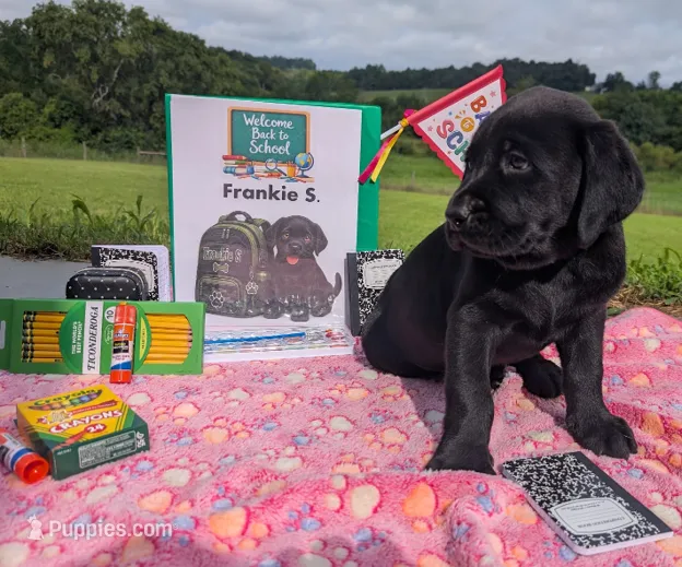 Frankie S. - Male - Black – Labrador Retriever puppy for sale in White Pine, TN