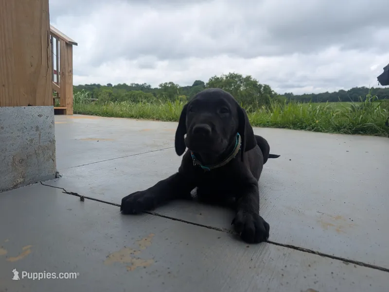 Dakota – Labrador Retriever puppy for sale in White Pine, TN
