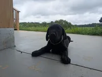 Dakota, a male Labrador Retriever for sale in White Pine, TN – 1 of 7
