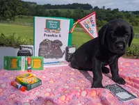 Frankie S. - Male - Black, a male Labrador Retriever for sale in White Pine, TN – 4 of 4