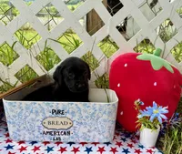 Dakota, a male Labrador Retriever for sale in White Pine, TN – 5 of 7